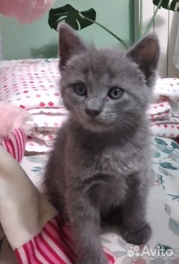 Кошечки 2 месяца