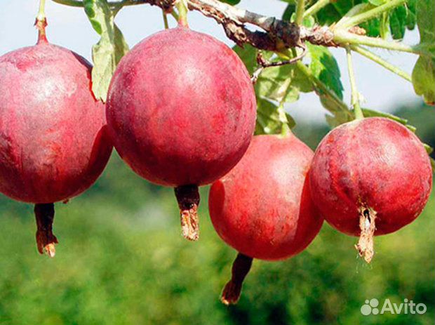 Венгерская сирень, обыкновенная и др кустарники