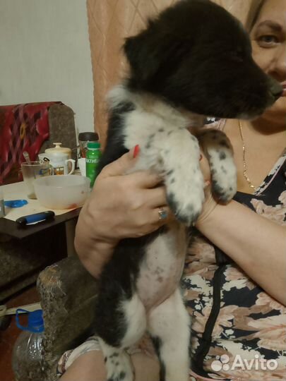 Отдам бесплатно в добрые руки