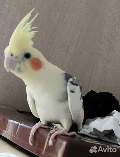 Попугай корелла