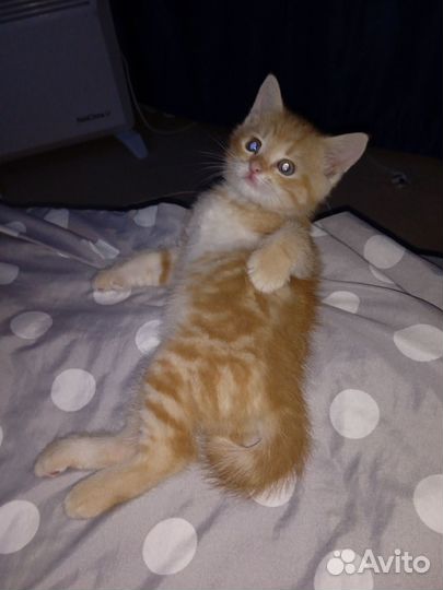 Котята в добрые руки бесплатно мальчик