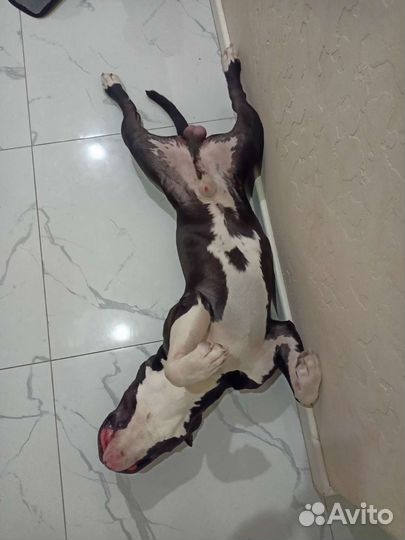 Стаффордширский терьер вязка