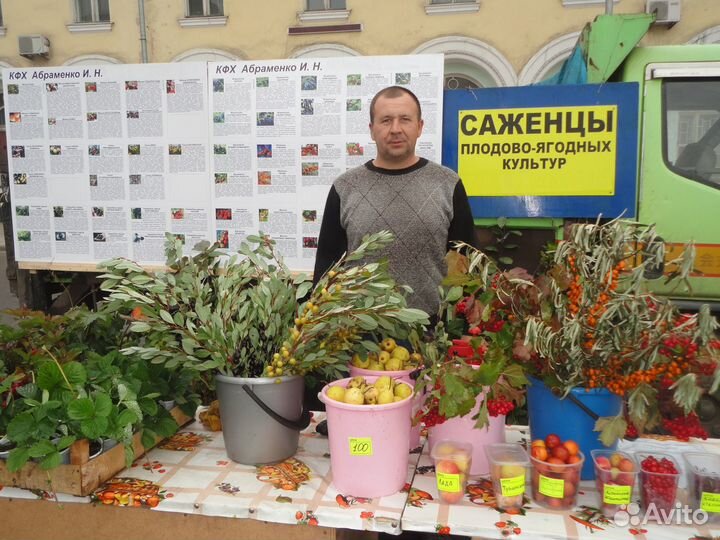 Саженцы от питомника растений в Иркутске