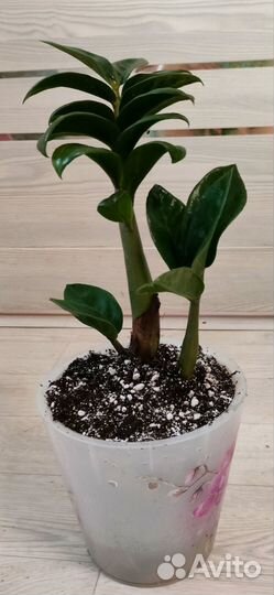 Замиокулькас зензи