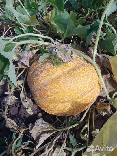 Семена дыни Эфиопки