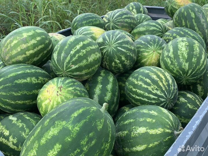 Арбуз османский (оптом и в розницу )