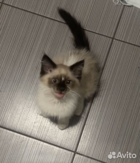 Котенок в добрые руки