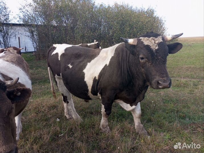 Быки на мясо