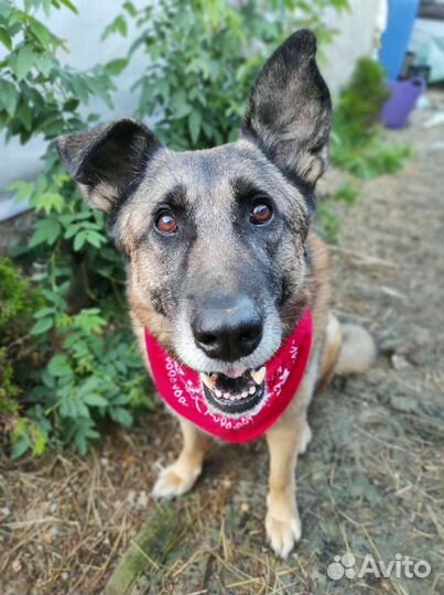 Собака Гера, метис овчарки ищет дом, семью