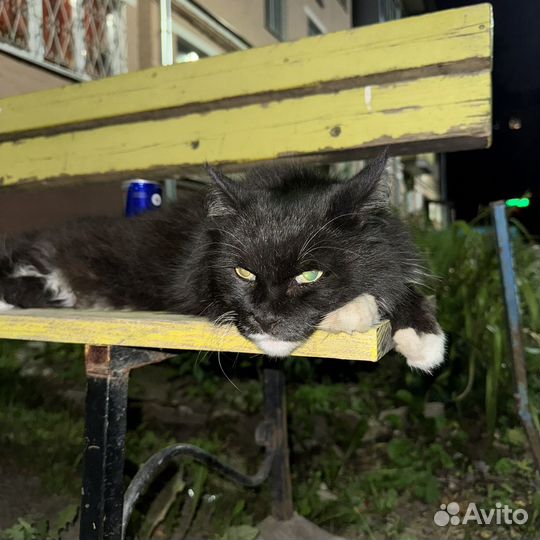 Взрослый котик(мальчик вроде)