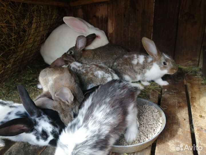 Распродают кроликов в