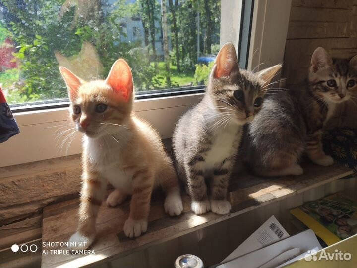 Домашние котята