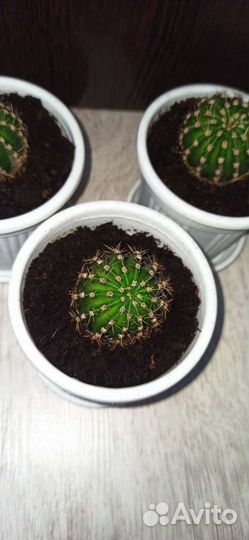 Кактусы и суккуленты