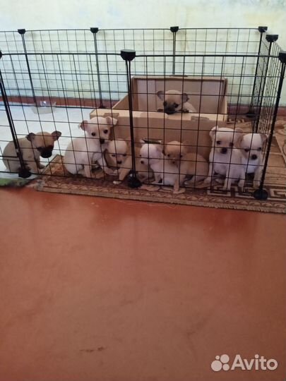 Той-терьер щенки