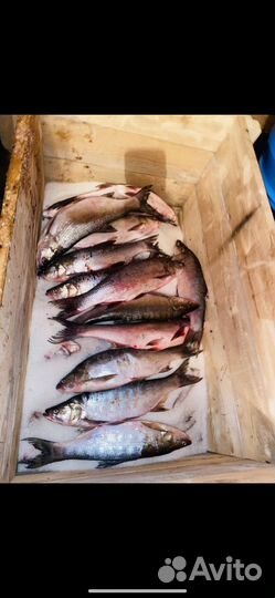 Жерех вяленый