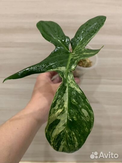 Филодендрон Маска (magic mask)