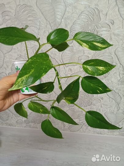 Сциндапсус/эпипремнум золотистый