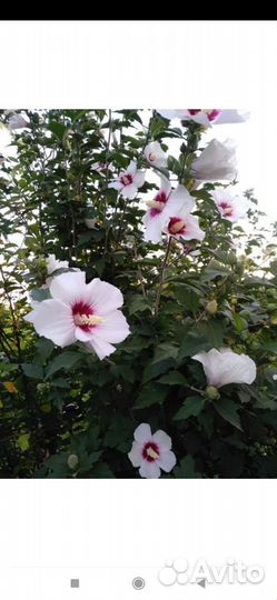 Кустарники