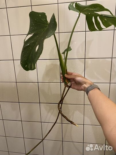 Монстера тайское созвездие