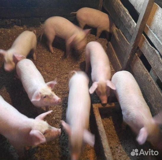 Поросята ландрас