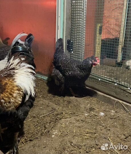 Инкубационное яйцо оливеггер