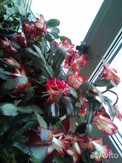 Шлюмбергера Samba Brasil и др