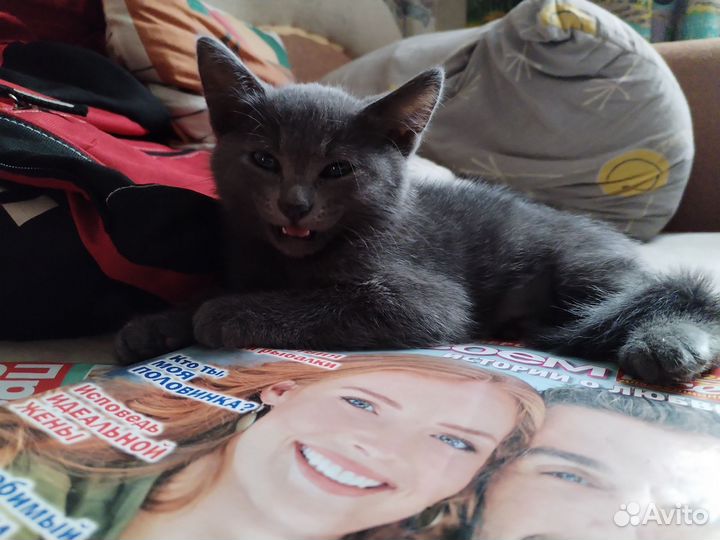 Котёнок в добрые руки