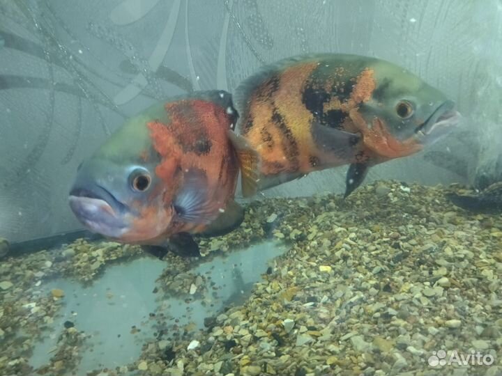 Астранотус