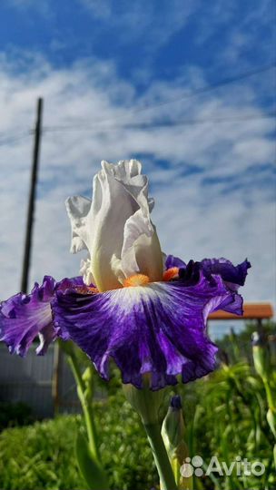 Ирисы сортовые