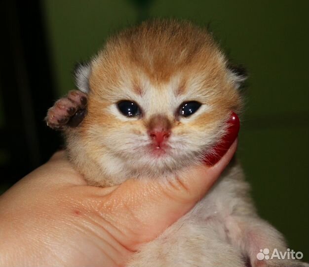 Британские золотые шиншиллы