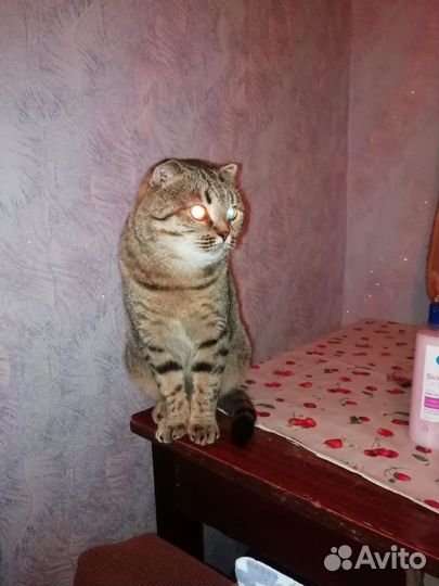 Висхоухий кот