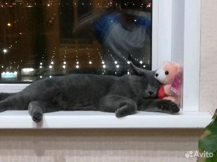 Британский кот, приглашает кошечку на вязку