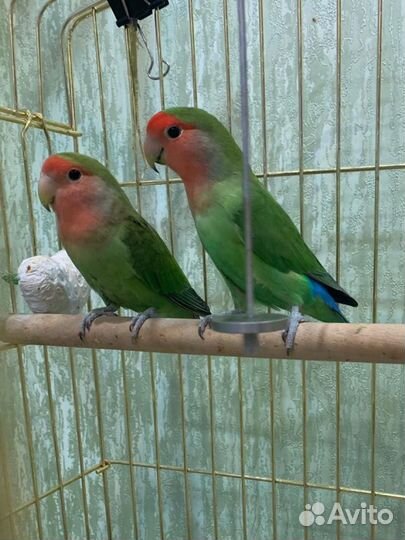 Пара неразлучников