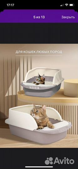 Кошки породистые бесплатно