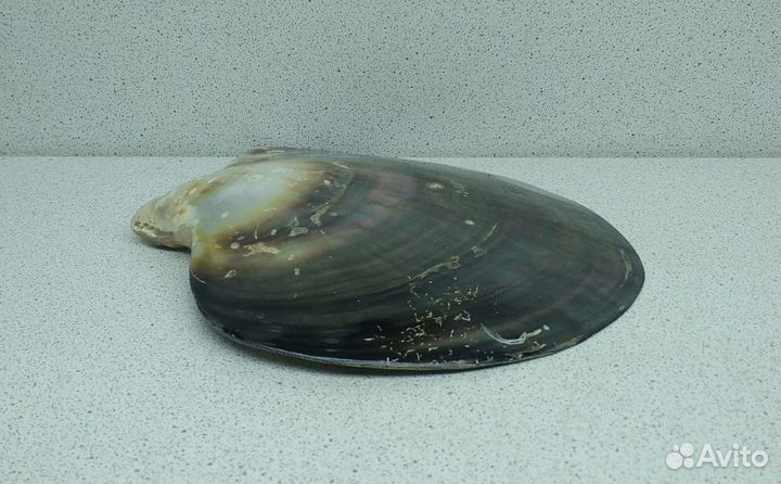 Лип Черный 13,5*12,7 морская ракушка раковина