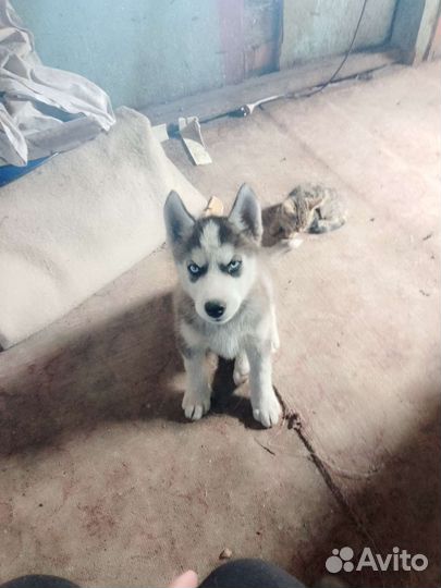 Щенки хаски 2 девочки и 1 мальчик привитые