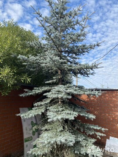 Ель голубая 2 штуки