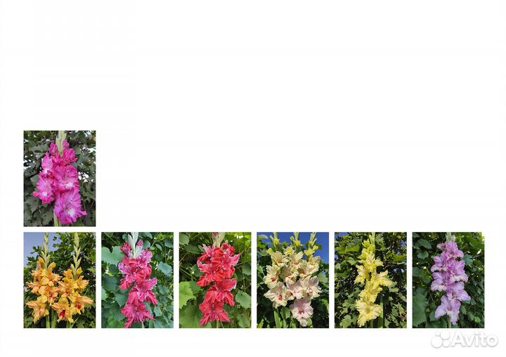 Гладиолусы (луковицы)