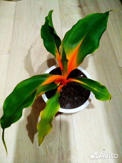 Хлорофитум оранж