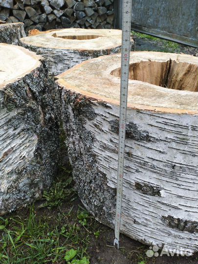 Березовые пни, торцевые спилы