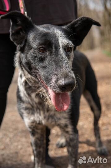 Очаровательная Санта ищет дом