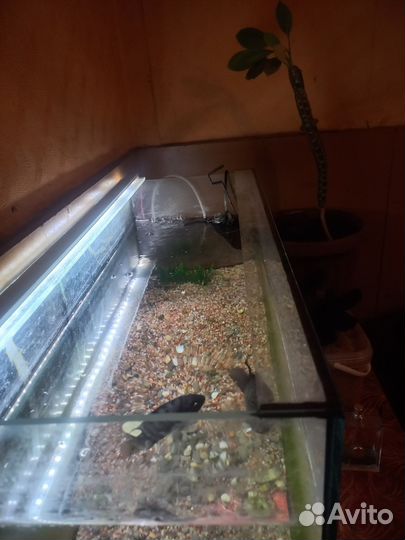 Аквариумн и рыба