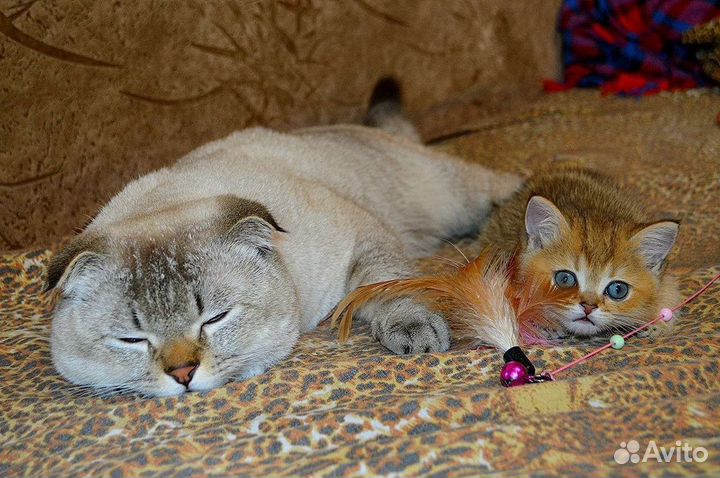 Кот для вязки