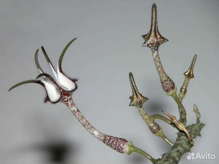 Церопегия линеарис