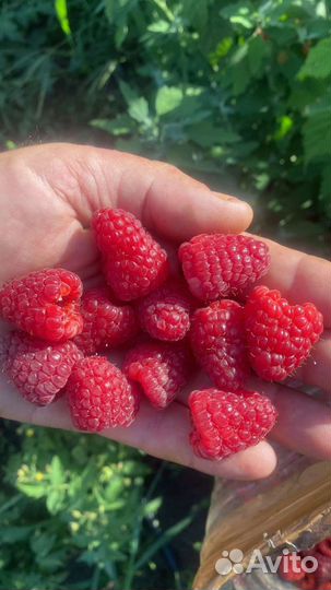 Рассада малины