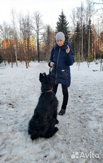 Выгул собак, уход за животными, зооняня