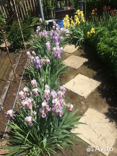 Ирисы (петушки) корневище