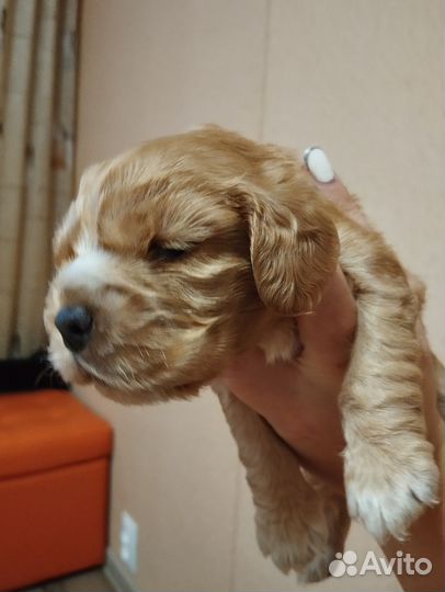 Щенки кокер спаниеля