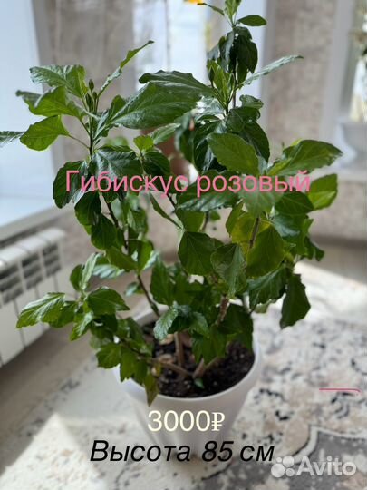 Комнатные растения цветы большие