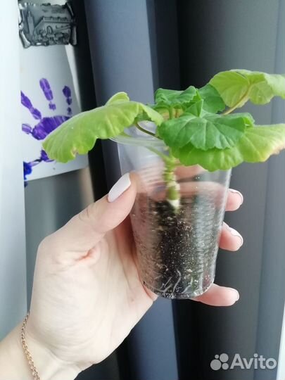 Пеларгония Dovepoint